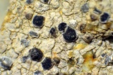 Trapelia coarctata image