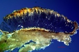 Trapelia coarctata image
