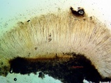 Trapelia coarctata image