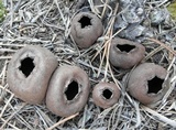 Urnula craterium image