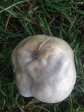 Pluteus petasatus image