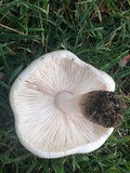 Pluteus petasatus image