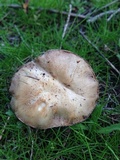 Stropharia coronilla image