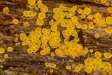 Arachnopeziza trabinelloides image