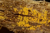Arachnopeziza trabinelloides image
