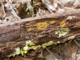 Arachnopeziza trabinelloides image
