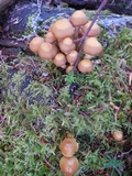 Kuehneromyces mutabilis image