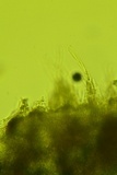Arachnopeziza trabinelloides image