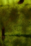 Arachnopeziza trabinelloides image
