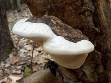 Fomitopsis ochracea image