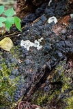 Kretzschmaria deusta image