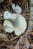 Russula vinacea image