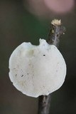 Tyromyces chioneus image