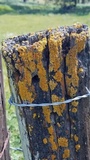 Xanthoria tenax image