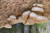 Pleurotus calyptratus image