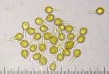 Bovista plumbea image