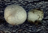 Bovista plumbea image