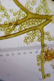 Bovista plumbea image