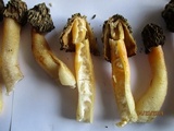 Verpa bohemica image