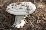 Amanita vernicoccora image