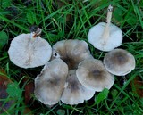 Melanoleuca exscissa var. exscissa image