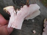 Hygrophorus russula image
