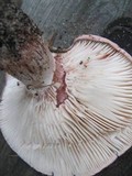 Hygrophorus russula image