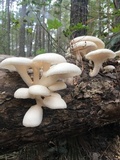 Pleurotus populinus image