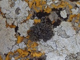 Phaeophyscia hirsuta image