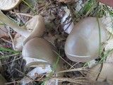 Entoloma sinuatum image