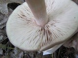 Entoloma sinuatum image