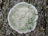 Lecanora thysanophora image