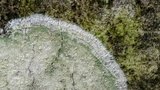 Lecanora thysanophora image