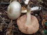 Entoloma sinuatum image