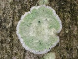 Lecanora thysanophora image