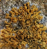 Xanthoria sorediata image