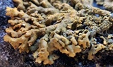 Xanthoria sorediata image