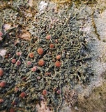 Bacidia rubella image