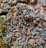 Bacidia rubella image