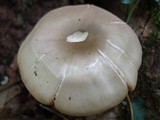 Entoloma sinuatum image
