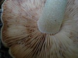 Entoloma sinuatum image