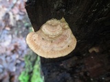 Daedalea quercina image