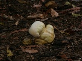 Ganoderma colossus image