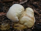 Ganoderma colossus image