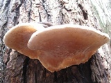 Fomitopsis ochracea image