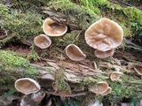 Gyromitra leucoxantha image