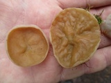 Gyromitra leucoxantha image