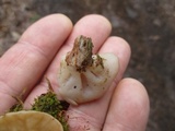 Gyromitra leucoxantha image