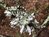 Platismatia tuckermanii image