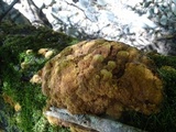 Phellinus gilvus image